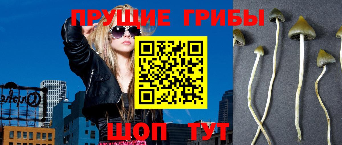 Галлюциногенные грибы Psilocybe  Вход с VPN  Долгопрудный  Галлюциногенные грибы мухоморы 